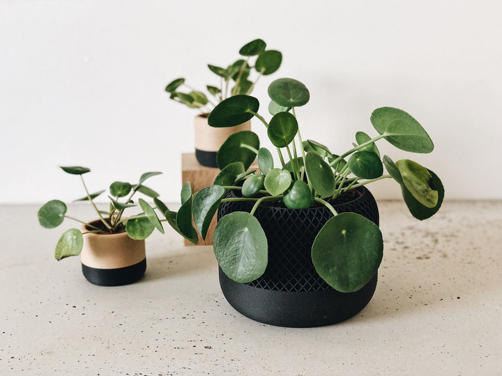 Black Indoor Planter Wood - APPLE - Minimalist & Scandinavian Decor - Planter Gift