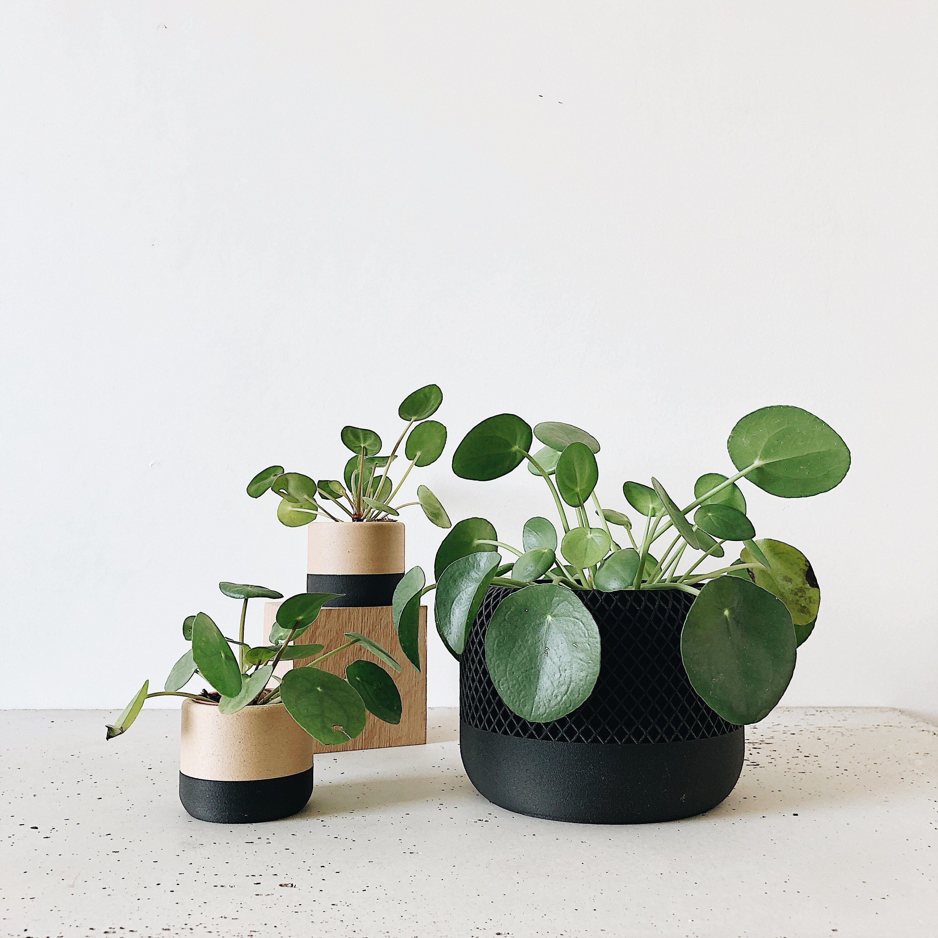 Black Indoor Planter Wood - APPLE - Minimalist & Scandinavian Decor - Planter Gift