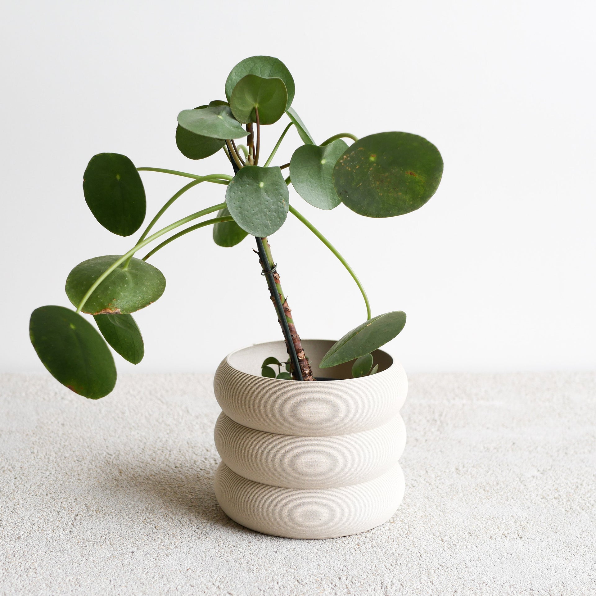 White Indoor Wooden Planter "EDEN"- Perfect for Green Plants, Cactus Et Succulent Plants !